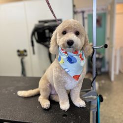 Village Pet Spa - Cooper is a very good boy
