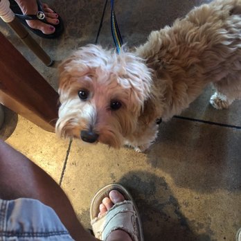 Island Dogs - Jett - Bars Near Me - Key West, Florida Island Dogs - Jett - Bars Near Me - Key West, Florida