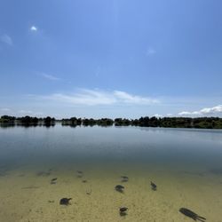 Gadsden Park - A lot of turtles!