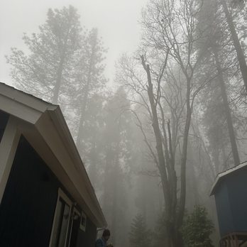 So Cal Pruners - Trimming away from cabin - Tree Services Near Me So Cal Pruners - Trimming away from cabin - Tree Services Near Me