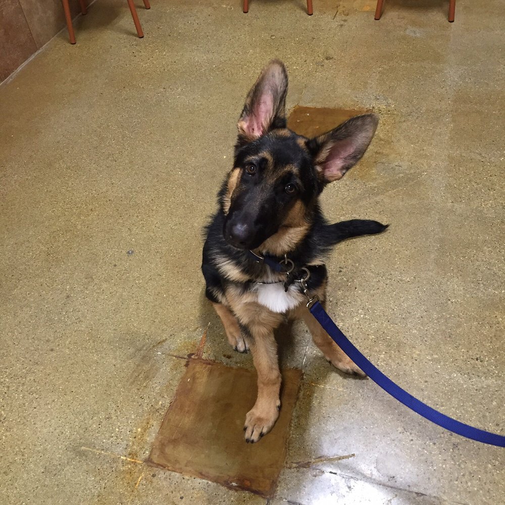 PetSmart - Handsome Hemmy - Pet Training Near Me - Rosemead, California PetSmart - Handsome Hemmy - Pet Training Near Me - Rosemead, California