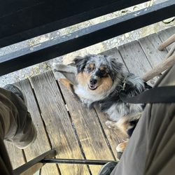 The Crane and Robin - Dogs are allowed!