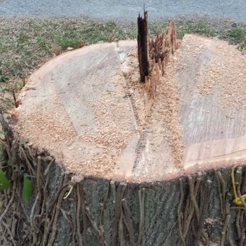 The Tree Barber - Tree Services Near Me - Clearwater, Florida The Tree Barber - Tree Services Near Me - Clearwater, Florida