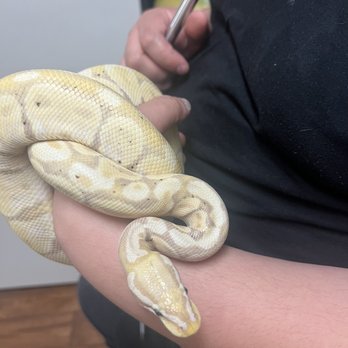 DFW Reptarium - Pet Stores Near Me - Plano, Texas