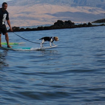 South Shore Veterinary Care - Veterinarians Near Me - Kihei, Hawaii South Shore Veterinary Care - Veterinarians Near Me - Kihei, Hawaii