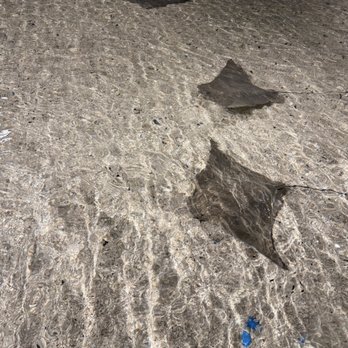 Jungle Reef - Sting Ray - Aquariums Near Me - El Paso, Texas