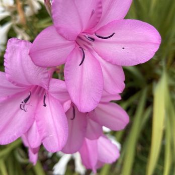 Ali'i Kula Lavender - Pretty - Tours Near Me - Kula, Hawaii Ali'i Kula Lavender - Pretty - Tours Near Me - Kula, Hawaii