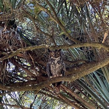 McLeod Plantation Historic Site - This is Fred, the resident owl who hangs out in the trees around the home. - Landmarks & Historical Buildings Near Me - Charleston, South Carolina McLeod Plantation Historic Site - This is Fred, the resident owl who hangs out in the trees around the home. - Landmarks & Historical Buildings Near Me - Charleston, South Carolina