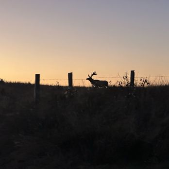 Point Reyes National Seashore - Elk at sundown - Parks Near Me - Point Reyes Station, California Point Reyes National Seashore - Elk at sundown - Parks Near Me - Point Reyes Station, California