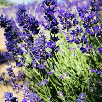 Purple Haze Lavender Farm - Flowers & Gifts Near Me - Sequim, Washington Purple Haze Lavender Farm - Flowers & Gifts Near Me - Sequim, Washington