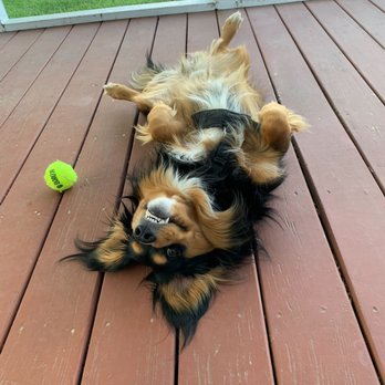 4 On the Floor Dog Training - Pet Training Near Me 4 On the Floor Dog Training - Pet Training Near Me