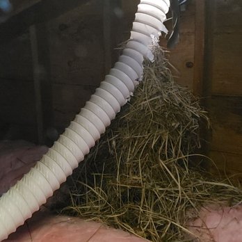 Universal Pest Control - Birds nest in attic bathroom vent - Pest Control Near Me - Roselle, New Jersey Universal Pest Control - Birds nest in attic bathroom vent - Pest Control Near Me - Roselle, New Jersey