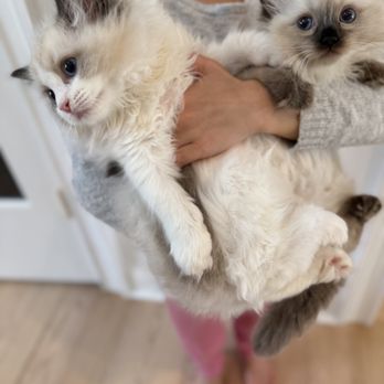 Ragdoll Tales - Pet Breeders Near Me - Armonk, New York Ragdoll Tales - Pet Breeders Near Me - Armonk, New York