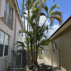 Lightning Tree Service