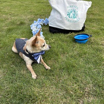 Furever Furrytails - Pet Sitting Near Me