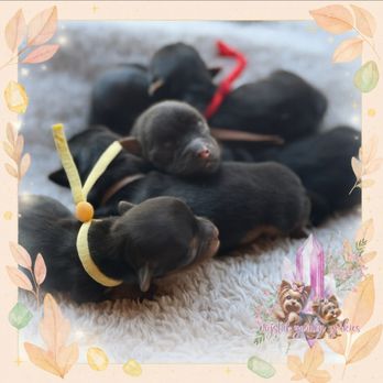Crystal Garden Yorkies - Jades Autumn's Jewels - Pet Breeders Near Me Crystal Garden Yorkies - Jades Autumn's Jewels - Pet Breeders Near Me