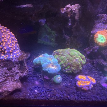 Deezreefs - Acans, lobos - Aquariums Near Me