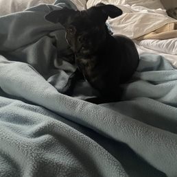 Puppy Puppy