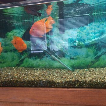 Planet Thai - Boom look fish. - Thai Near Me - Lexington, Kentucky Planet Thai - Boom look fish. - Thai Near Me - Lexington, Kentucky