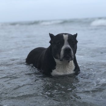 Bark Beach - Dog Parks Near Me - Boca Raton, Florida