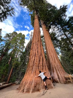 General Sherman Tree by null