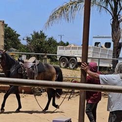 Rancho De Los Cielos - 3 year old colt being readied for his first ride