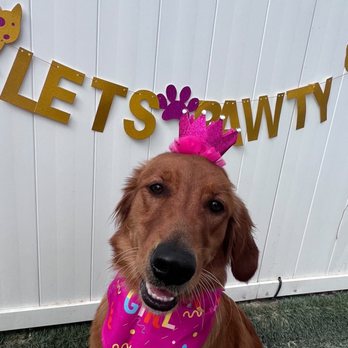 Our Dog House - 1 year old!! Birthday Winnie!! - Pet Groomers Near Me - Ventura, California Our Dog House - 1 year old!! Birthday Winnie!! - Pet Groomers Near Me - Ventura, California