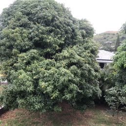 Mango tree before. 50ft tall give or take.