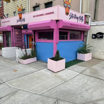 Strutting Mutts - Open for day care! - Dog Walkers Near Me - Brooklyn, New York