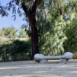 Moorpark Dog Park - Haha! Love the dog bone bench!