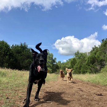 Ultimutt Adventures - Dog Walkers Near Me