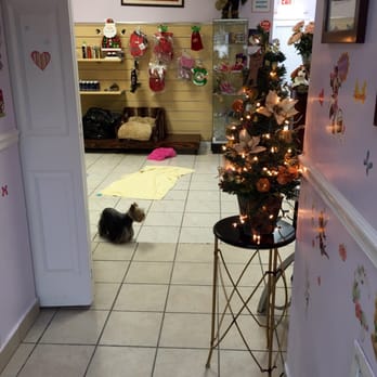 Yorkie Love - Pet Groomers Near Me - West Miami, Florida Yorkie Love - Pet Groomers Near Me - West Miami, Florida