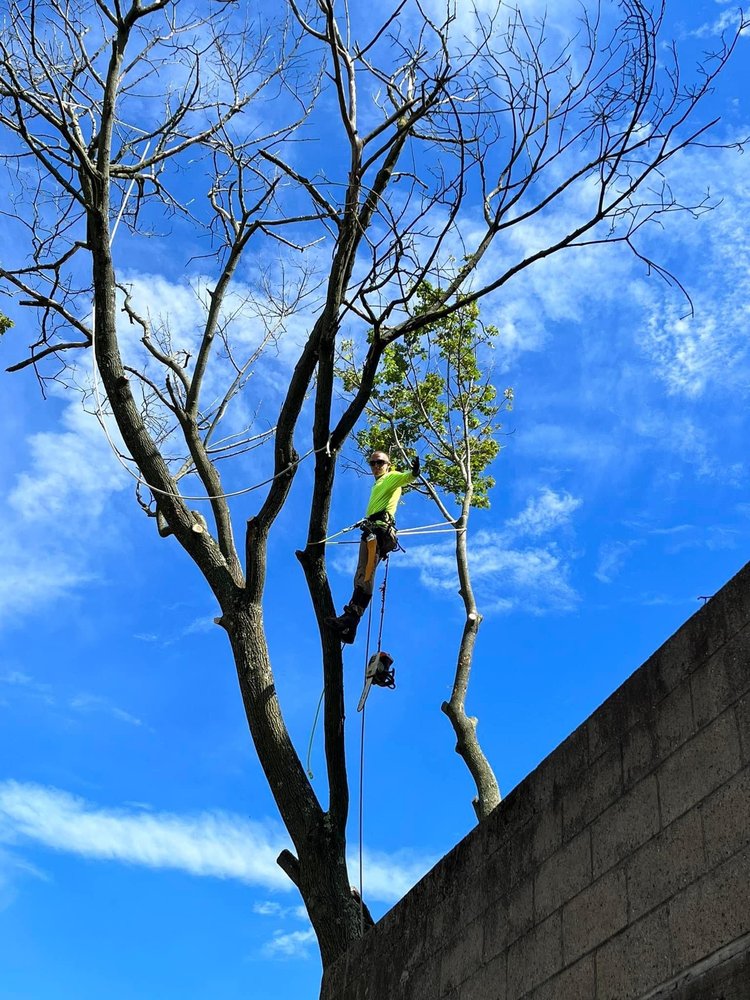 Priority Tree Care - tree service in Pittsburgh, PA