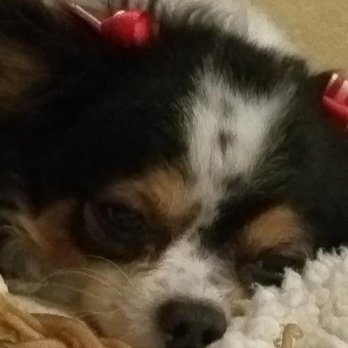 Jamacha Pet Vets - Bella - Veterinarians Near Me - Santee, California