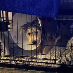 South Coast Pet Hospital - Monty in his cone!