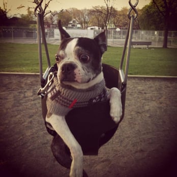 Tisol - Stylish sweaters for chilly days in the park. Look at that face, clearly he loves his sweater and his swing! - Pet Stores Near Me - Vancouver, British Columbia Tisol - Stylish sweaters for chilly days in the park. Look at that face, clearly he loves his sweater and his swing! - Pet Stores Near Me - Vancouver, British Columbia