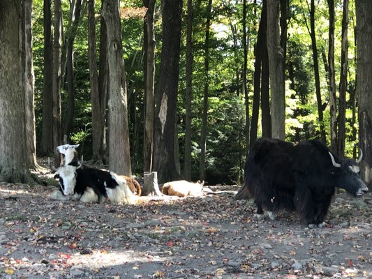 Hidden Valley Animal Adventure 220 Photos 30 Reviews Zoos 2887 Royce Rd Varysburg Ny United States Phone Number