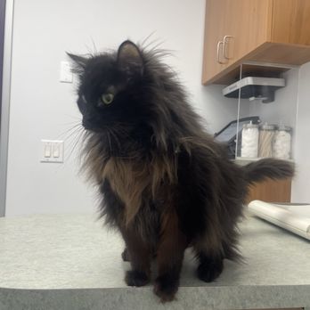 The Cat Care Clinic - Tinkerbell at the clinic. - Veterinarians Near Me - Orange, California The Cat Care Clinic - Tinkerbell at the clinic. - Veterinarians Near Me - Orange, California