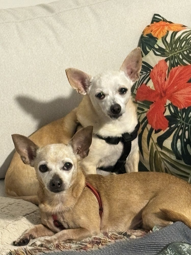 Pet Supermarket Image