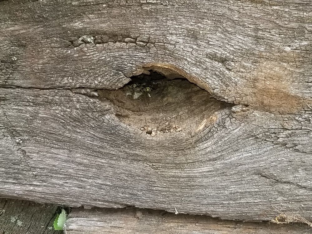 Scout's Pest Control Yelp