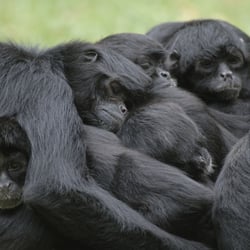 Bioparc - Espace primates