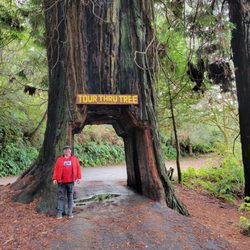 Tour Thru Tree - Me posing next to the Tour Thru Tree.