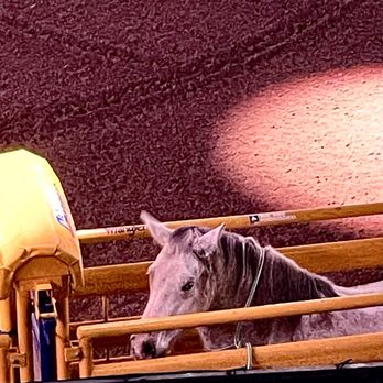 Thomas & Mack Center - Bucking Horse in Shute - Stadiums & Arenas Near Me - Las Vegas, Nevada Thomas & Mack Center - Bucking Horse in Shute - Stadiums & Arenas Near Me - Las Vegas, Nevada