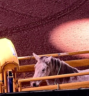 Thomas & Mack Center by null