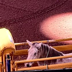 Thomas & Mack Center - Bucking Horse in Shute