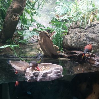 Shedd Aquarium - Aquariums Near Me - Chicago, Illinois Shedd Aquarium - Aquariums Near Me - Chicago, Illinois