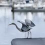 Photo of Harbor of Santa Barbara Inc