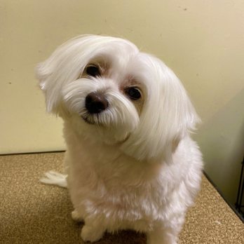 Nicki's Cutz - Pet Groomers Near Me - Reading, Pennsylvania