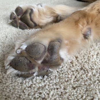 Dunk'N Dogs - Pet Groomers Near Me - San Diego, California