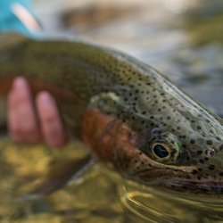 Silver Bow Fly Shop - Spokane River redband.